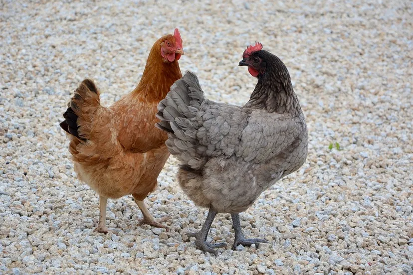 screenshot 20210209 100641