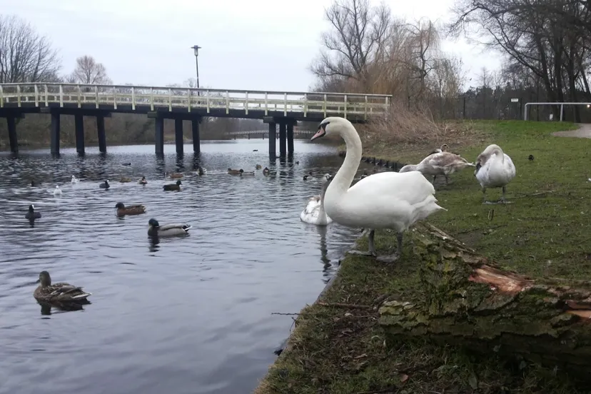 screenshot 20210217 160206