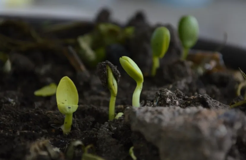 screenshot 20210226 124945