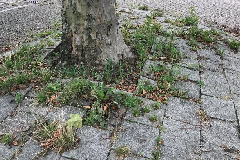 screenshot 20210226 154402