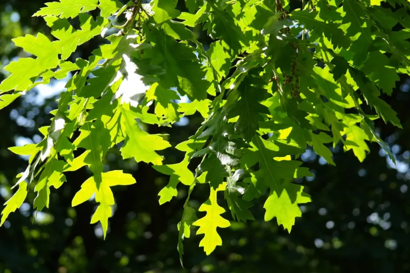 screenshot 20210311 161415