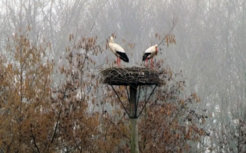 screenshot 20210314 154059 915x518 1