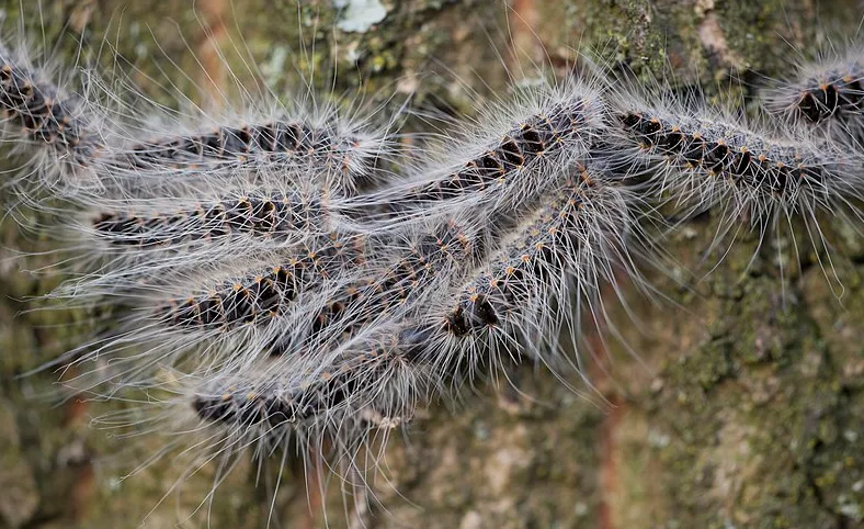 screenshot 20210402 121849