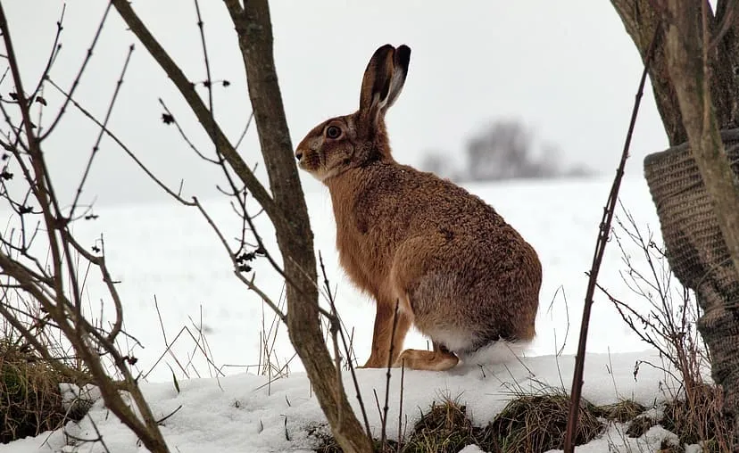 screenshot 20210405 130308