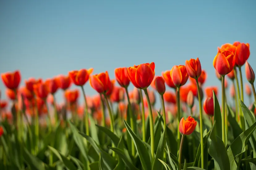 screenshot 20210425 130058