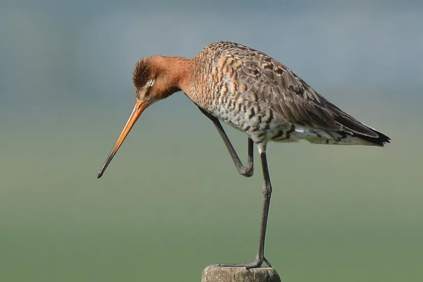 screenshot 20210430 091750