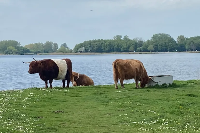 screenshot 20210516 114707