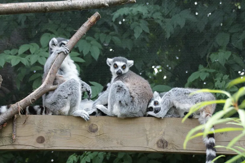 screenshot 20210517 130529