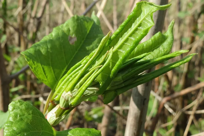 screenshot 20210601 173548