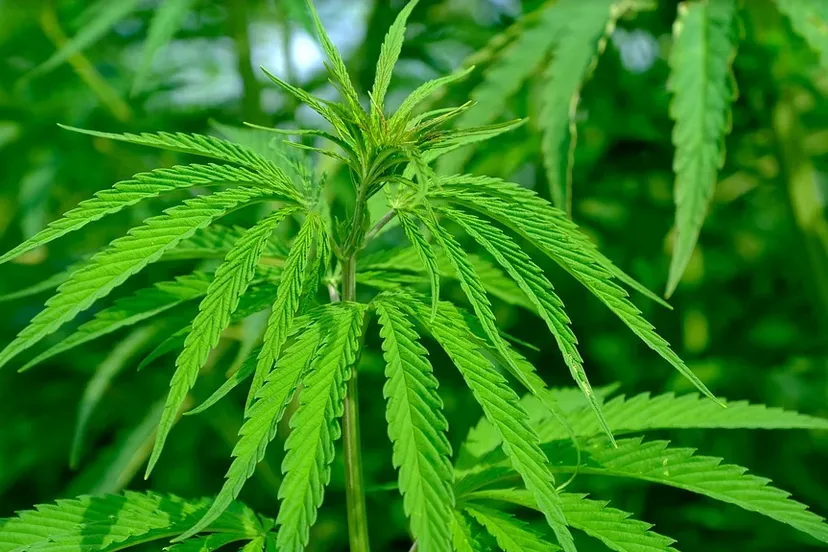 screenshot 20210706 105457