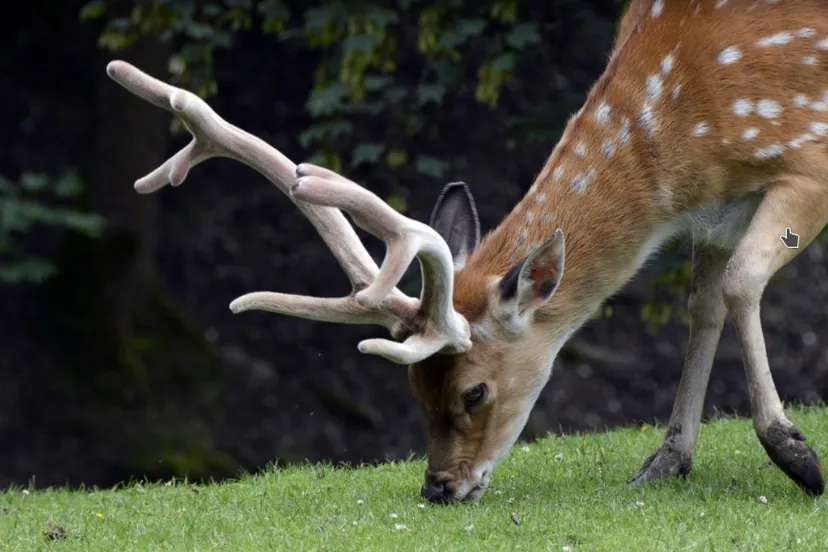 screenshot 20210719 094113