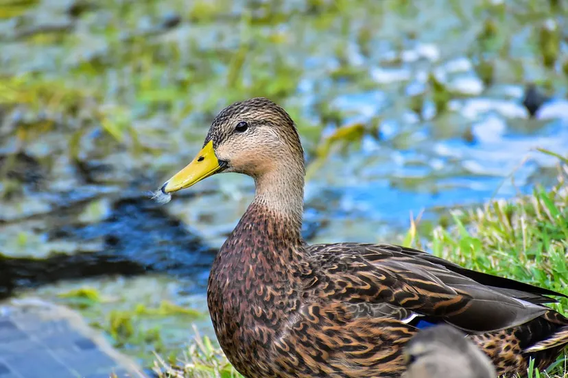 screenshot 20210804 101749