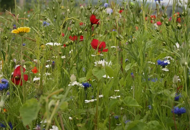 screenshot 20210810 113522