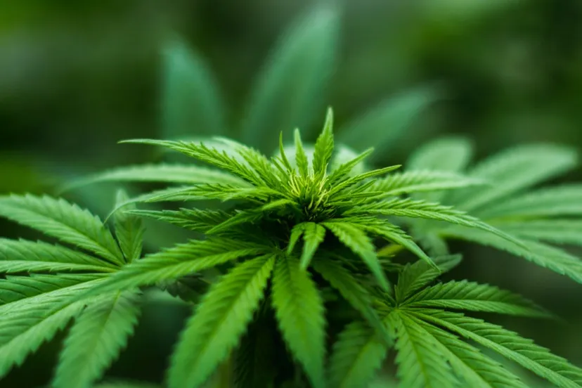 screenshot 20210820 090606