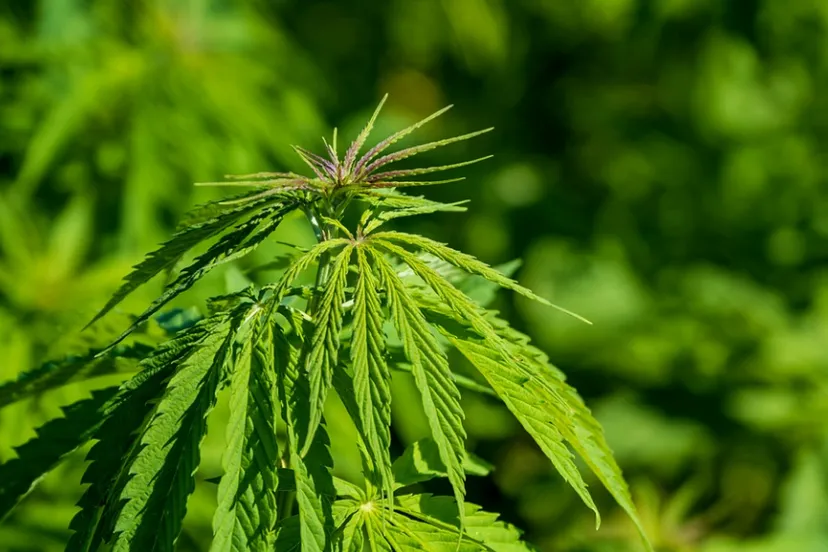 screenshot 20211015 151332