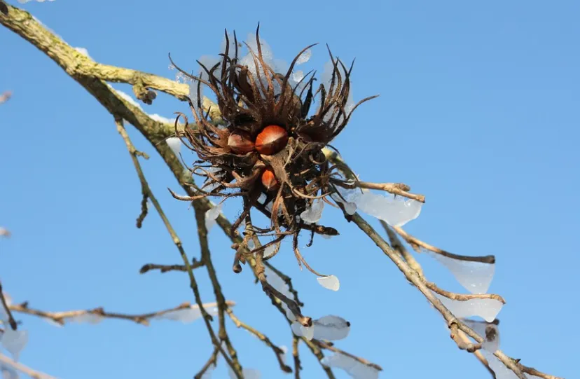 screenshot 20211016 084206