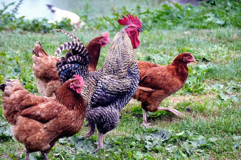 screenshot 20211026 125456