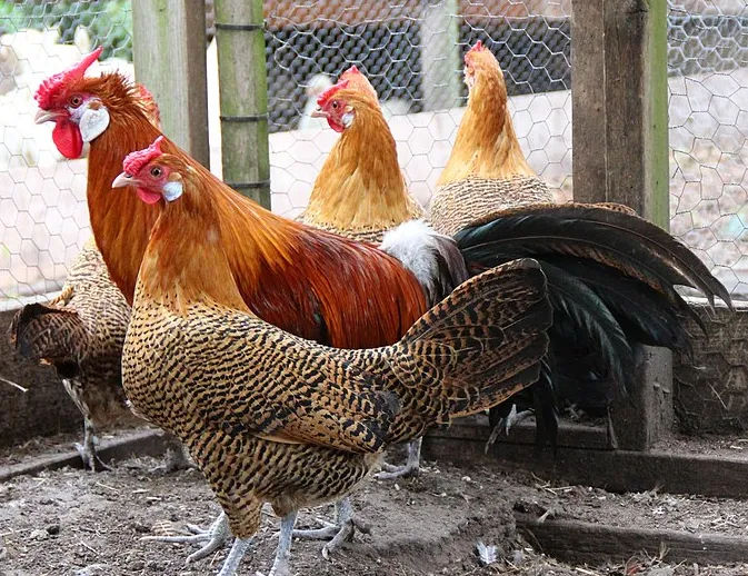 screenshot 20211106 152842