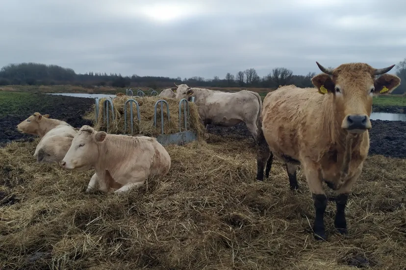 screenshot 20220116 113607