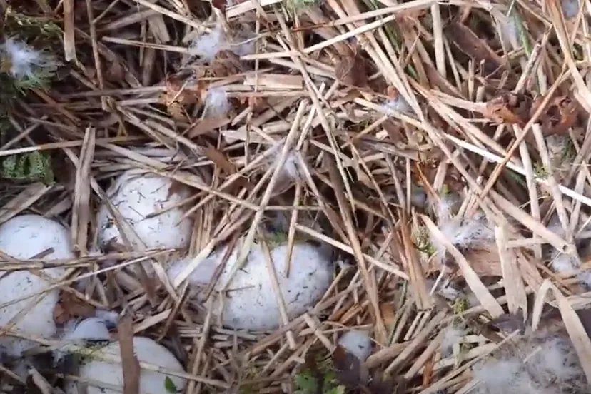 screenshot 20220314 145401