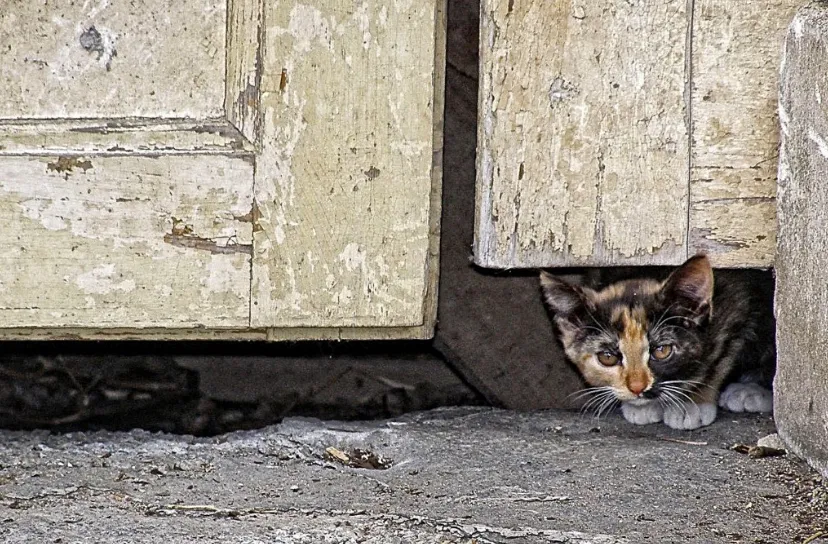 screenshot 20220909 131028