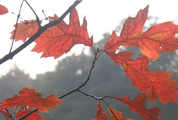 screenshot 20220925 142759