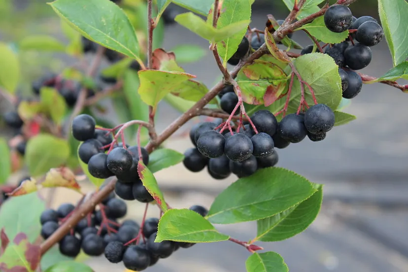 screenshot 20220929 153808