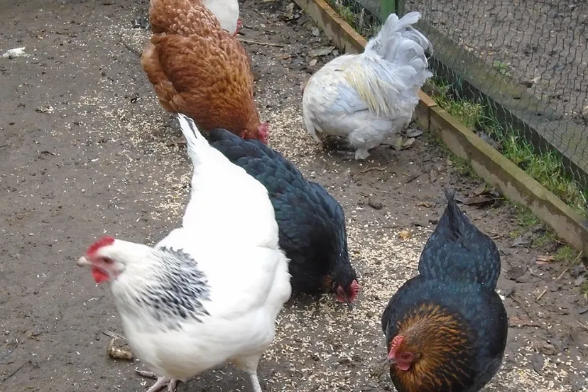 screenshot 20221006 095853