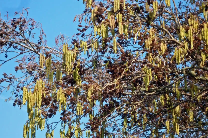 screenshot 20230105 113741