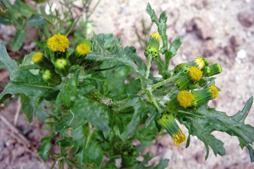 screenshot 20230110 111409