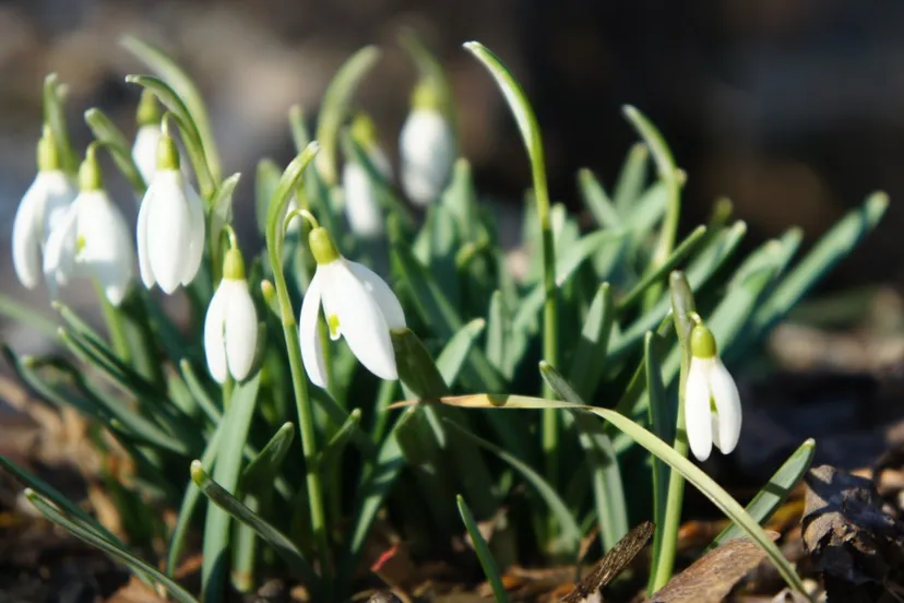 screenshot 20230129 154245