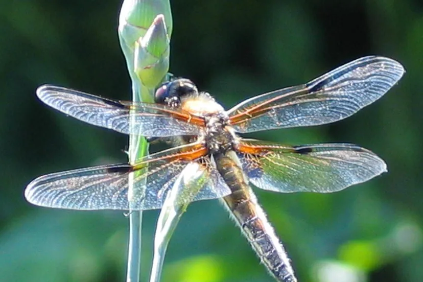 screenshot 20230202 153801