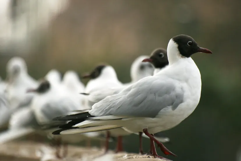 screenshot 20230220 133252