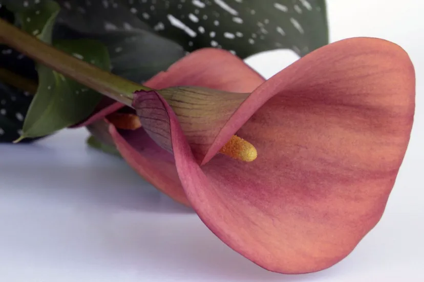 screenshot 20230706 132646