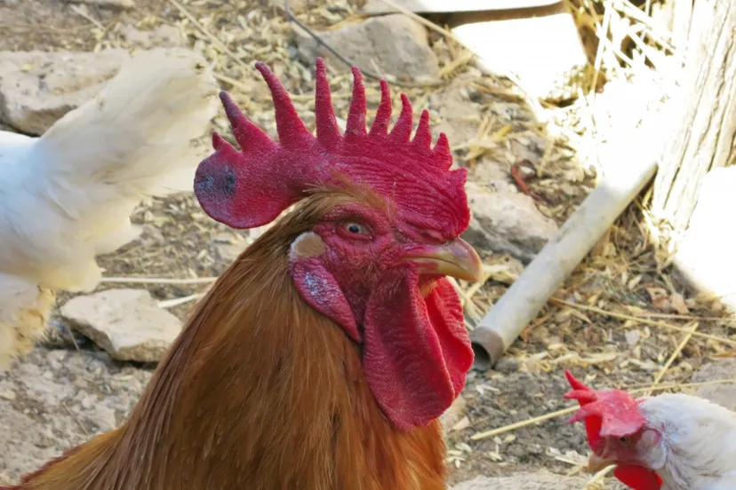 screenshot 20230707 111851