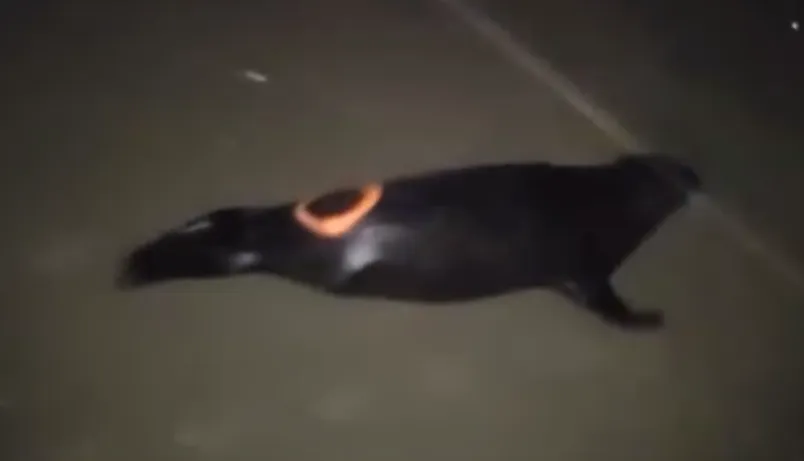 screenshot 20231219 091920