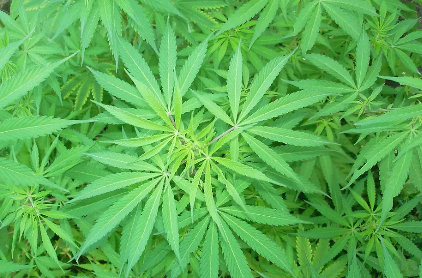 screenshot 20240306 075155