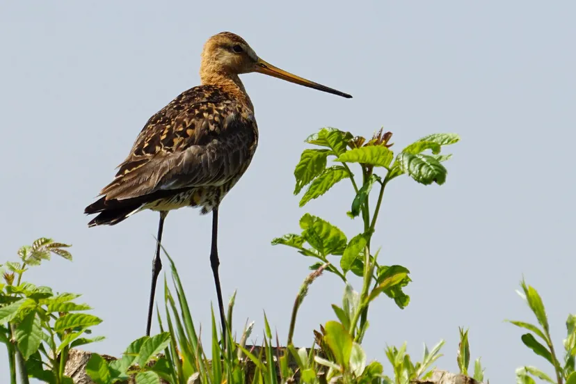 screenshot 20240317 121623