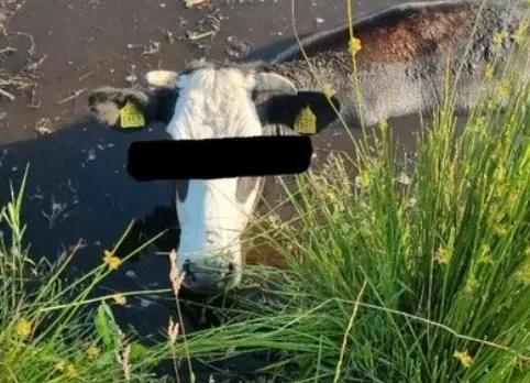 screenshot 20240614 133930