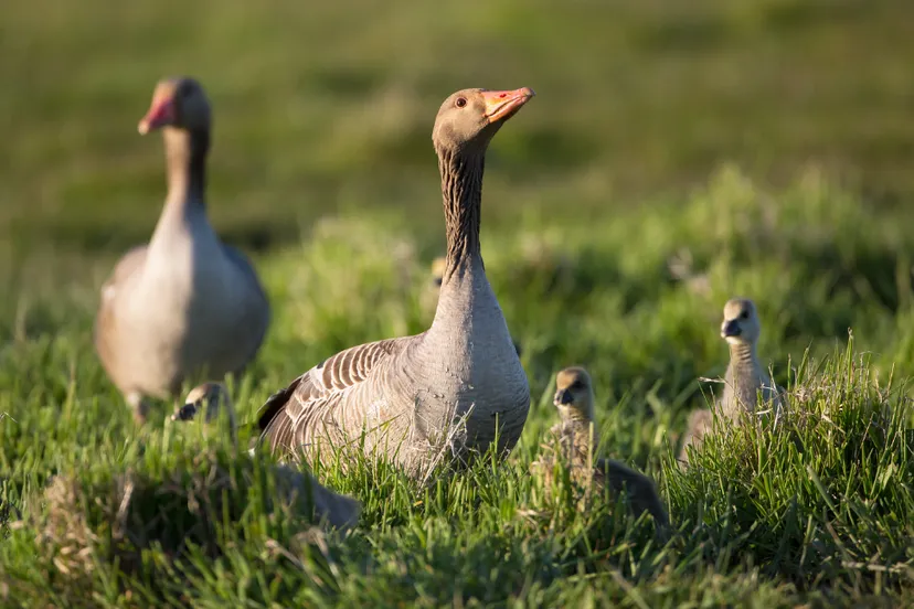 screenshot 20240621 133704