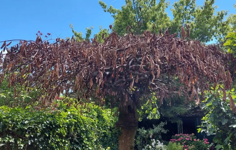 screenshot 20240712 155515