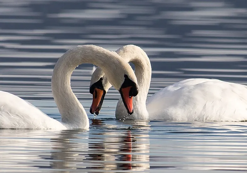 swans