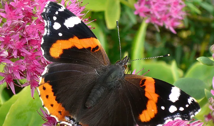 screenshot 20240805 101409