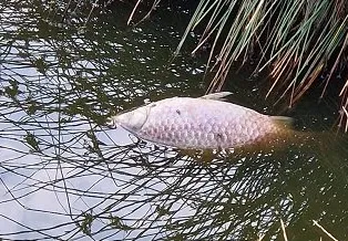 screenshot 20240821 105742