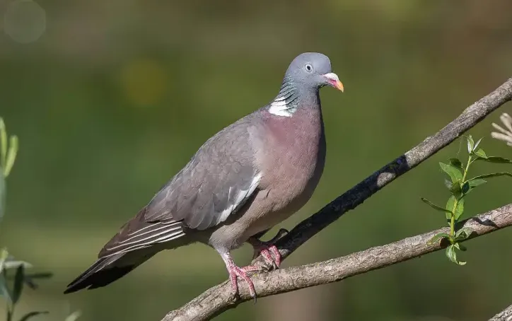 screenshot 20240829 080200