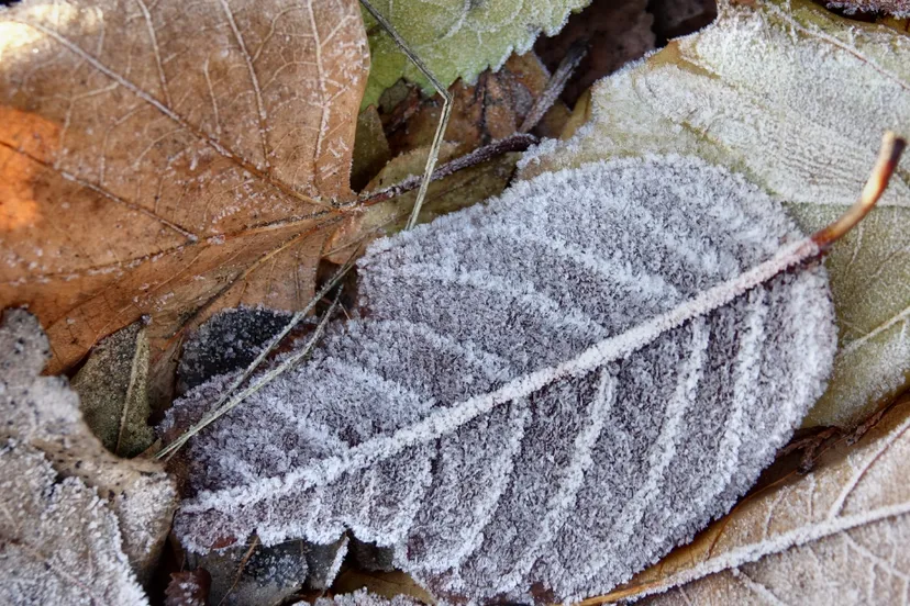 screenshot 20250119 105935