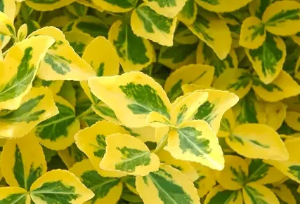 screenshot 20250302 103041