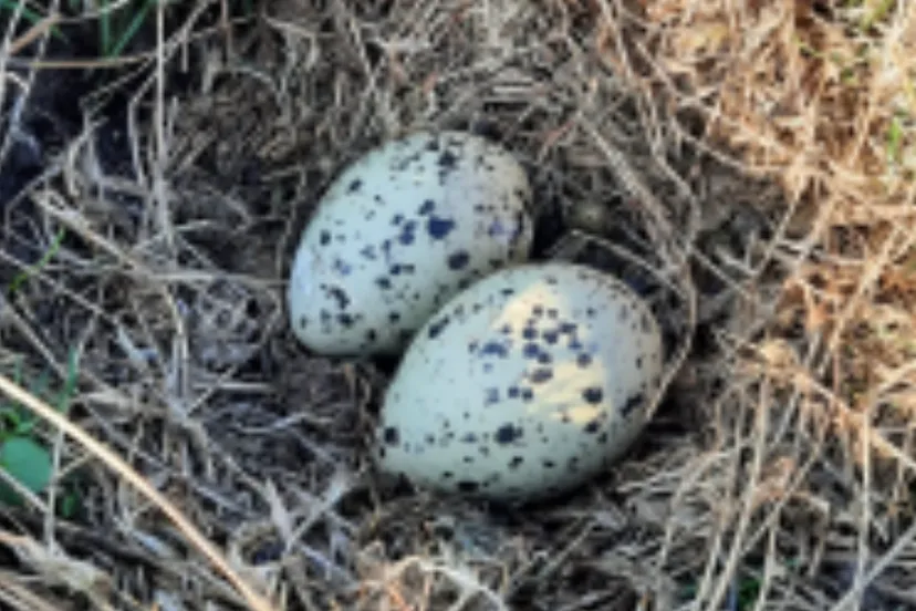 screenshot 20250329 121332