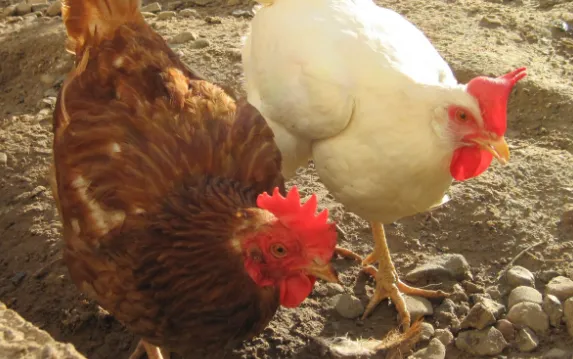 screenshot 20250408 150552