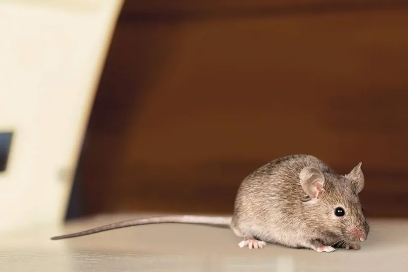 zaanstadnieuwsnl afbeelding